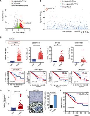 LncRNA PCIR Is an Oncogenic Driver via Strengthen the Binding of TAB3 and PABPC4 in Triple Negative Breast Cancer